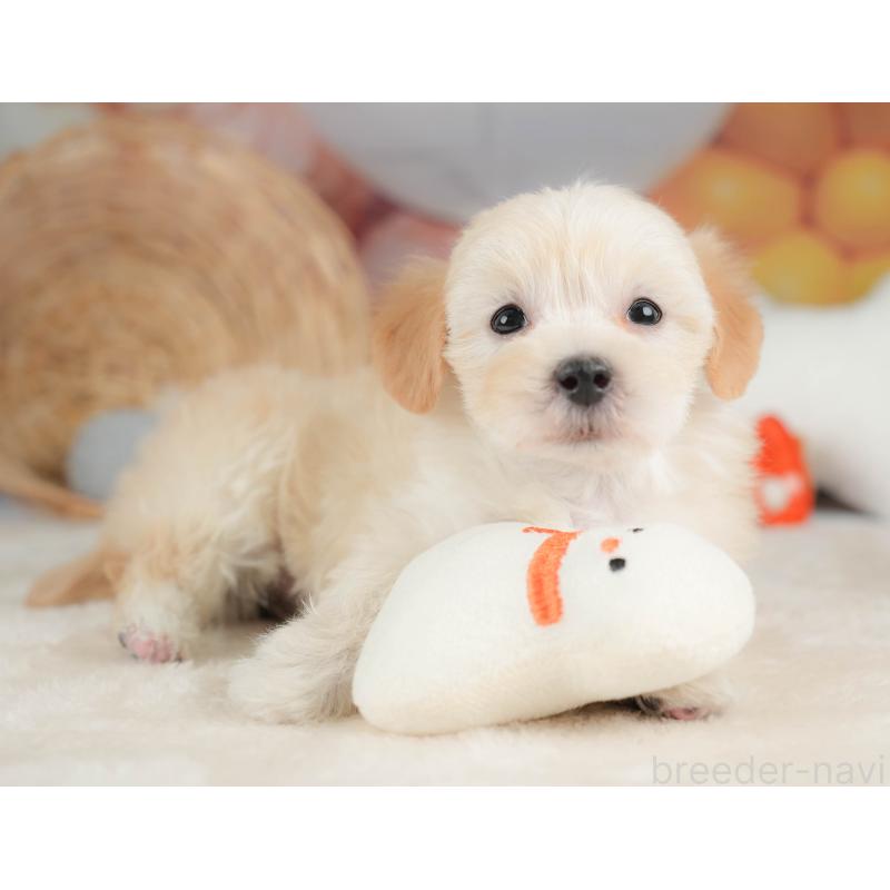 販売中の栃木県のマルプー:マルチーズ×トイプードル-443546の6枚目