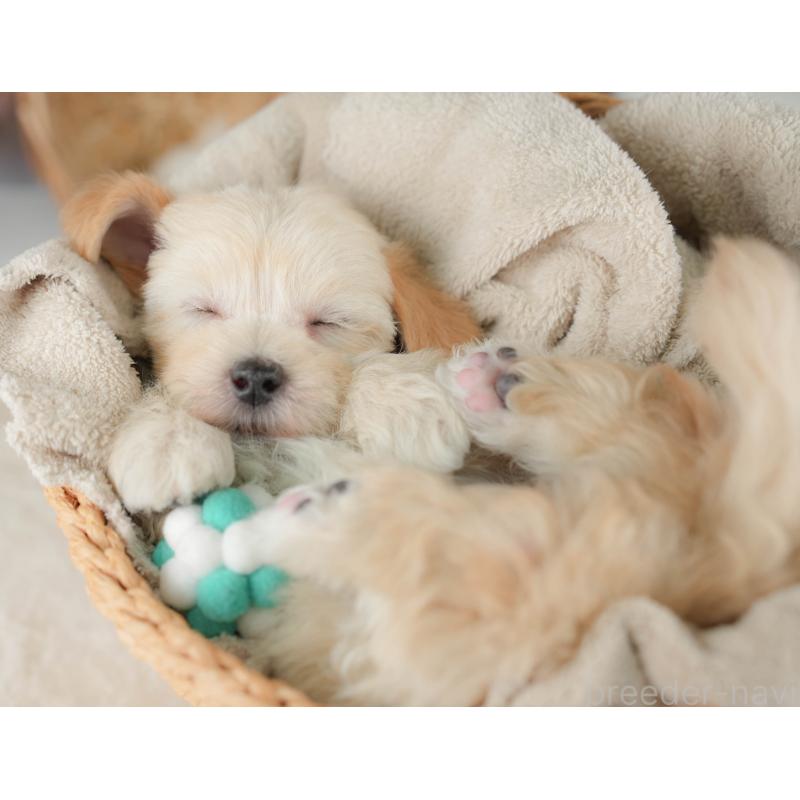 販売中の栃木県のマルプー:マルチーズ×トイプードル-443546の5枚目