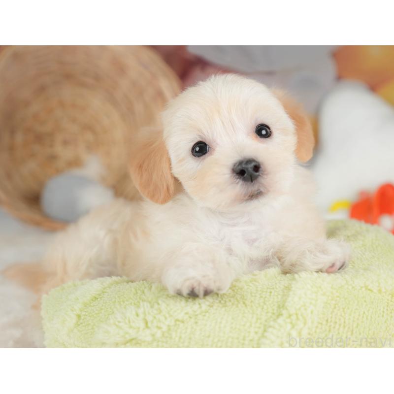 販売中の栃木県のマルプー:マルチーズ×トイプードル-443546の4枚目