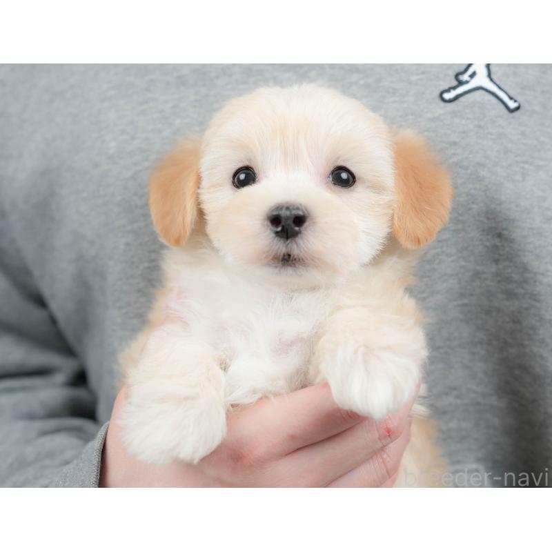 販売中の栃木県のマルプー:マルチーズ×トイプードル-443546の3枚目