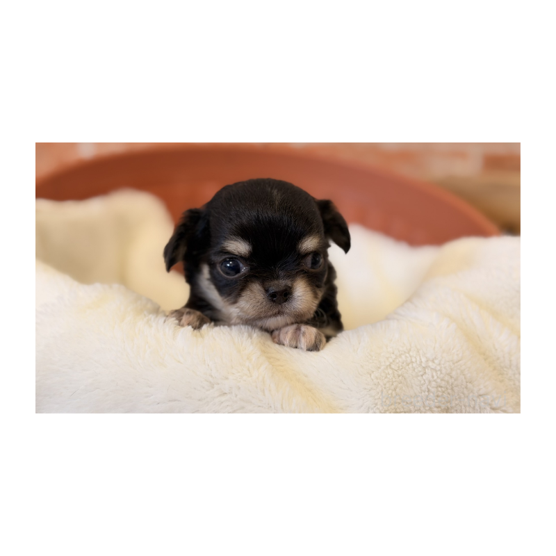 販売中の埼玉県のチワワ(ロングコート)-443458の5枚目