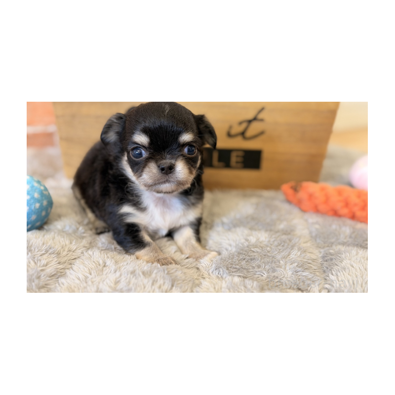 販売中の埼玉県のチワワ(ロングコート)-443458の4枚目