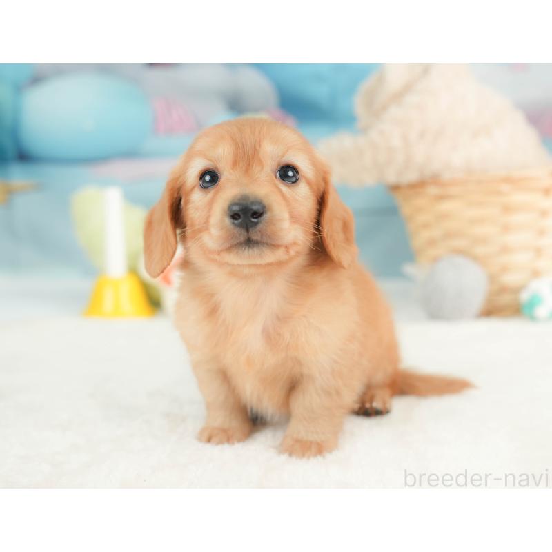 販売中の栃木県のカニンヘンダックスフンド(ロングヘアード)-443561