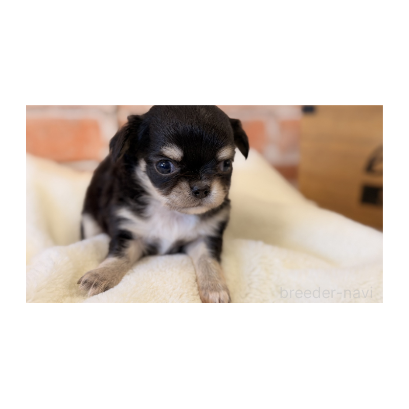 販売中の埼玉県のチワワ(ロングコート)-443458の3枚目