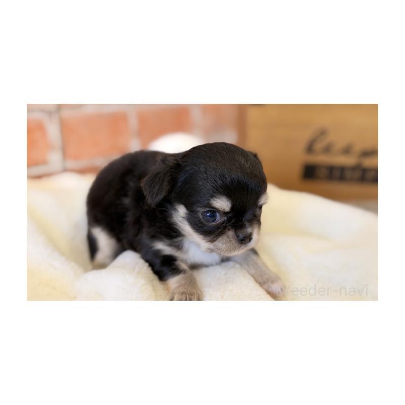 販売中の埼玉県のチワワ(ロングコート)-443458の2枚目