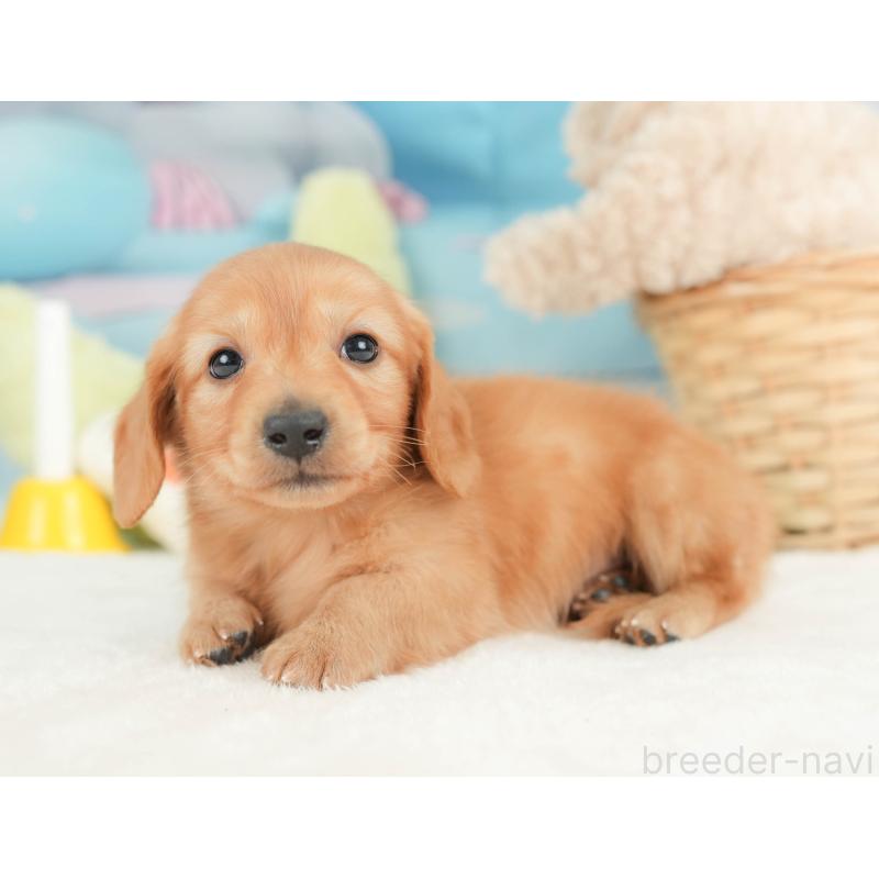 販売中の栃木県のカニンヘンダックスフンド(ロングヘアード)-443561の11枚目