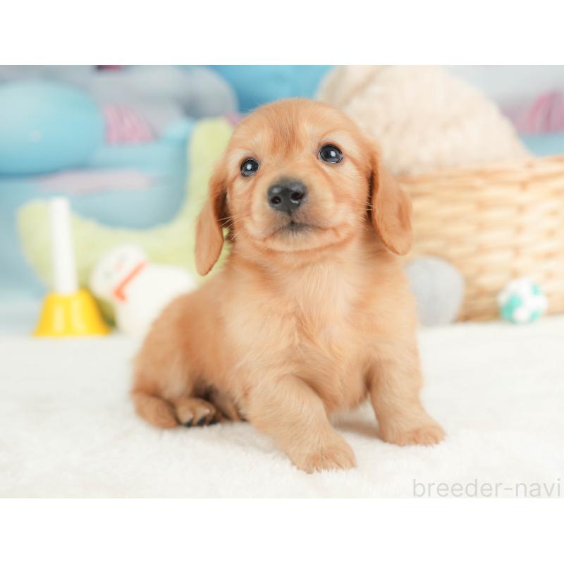 販売中の栃木県のカニンヘンダックスフンド(ロングヘアード)-443561の10枚目