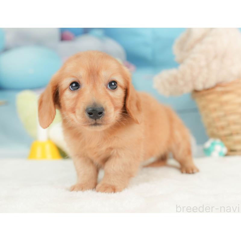 販売中の栃木県のカニンヘンダックスフンド(ロングヘアード)-443561の9枚目