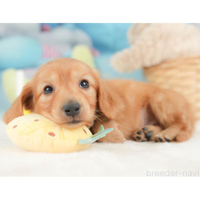 販売中の栃木県のカニンヘンダックスフンド(ロングヘアード)-443561の8枚目