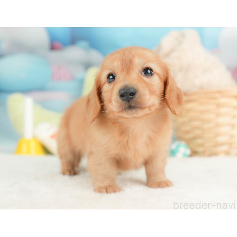 販売中の栃木県のカニンヘンダックスフンド(ロングヘアード)-443561の7枚目