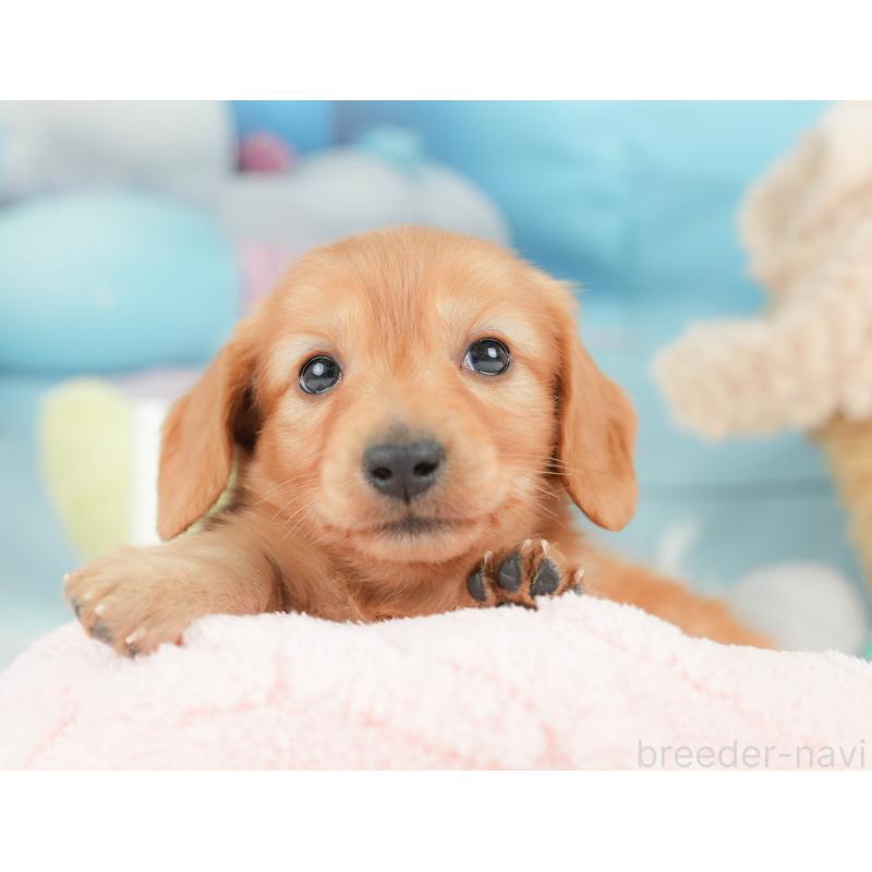 販売中の栃木県のカニンヘンダックスフンド(ロングヘアード)-443561の5枚目