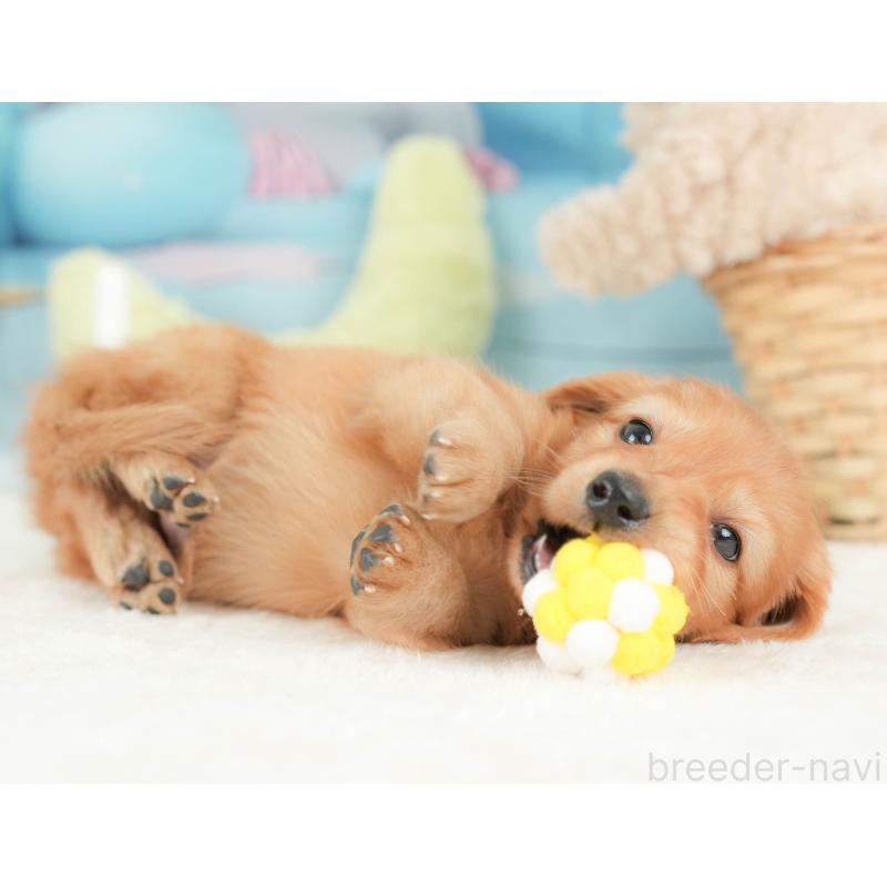 販売中の栃木県のカニンヘンダックスフンド(ロングヘアード)-443561の4枚目