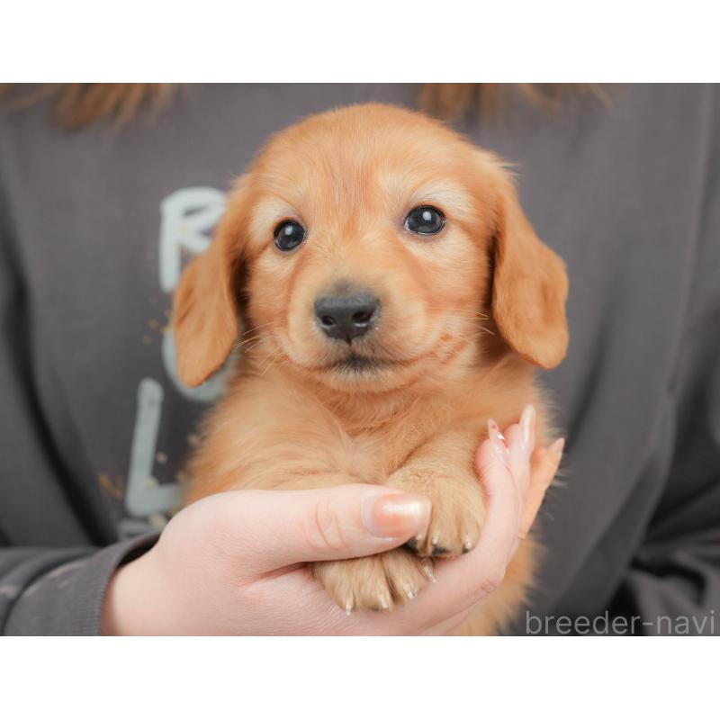 販売中の栃木県のカニンヘンダックスフンド(ロングヘアード)-443561の3枚目