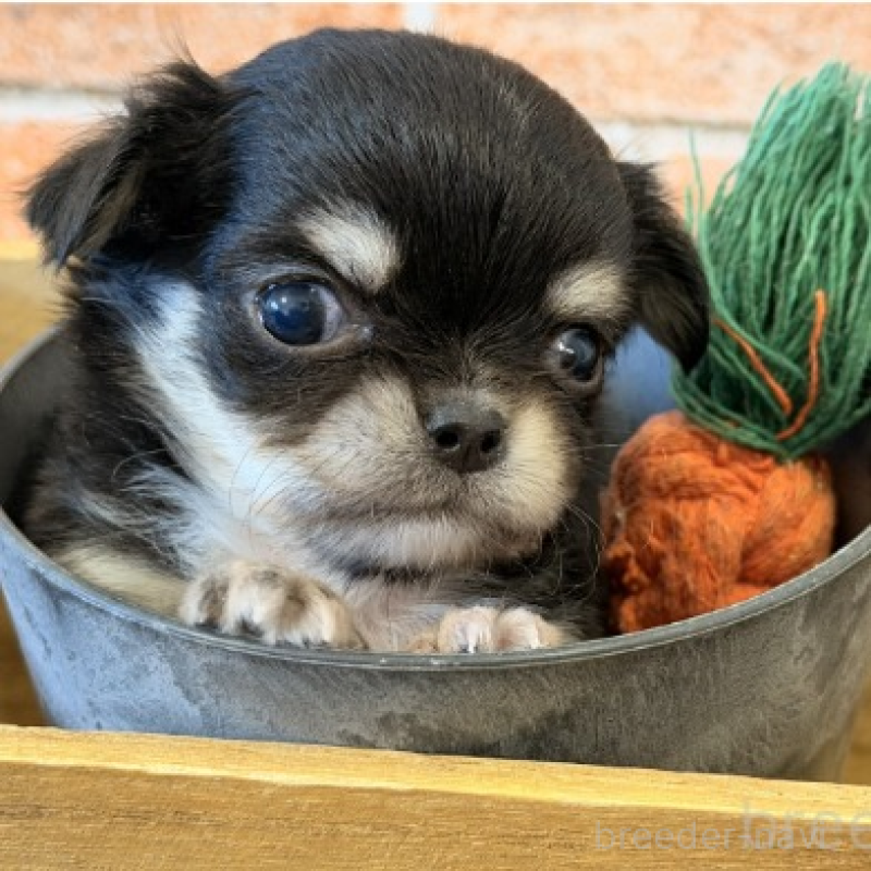 販売中の埼玉県のチワワ(ロングコート)-443458の1枚目