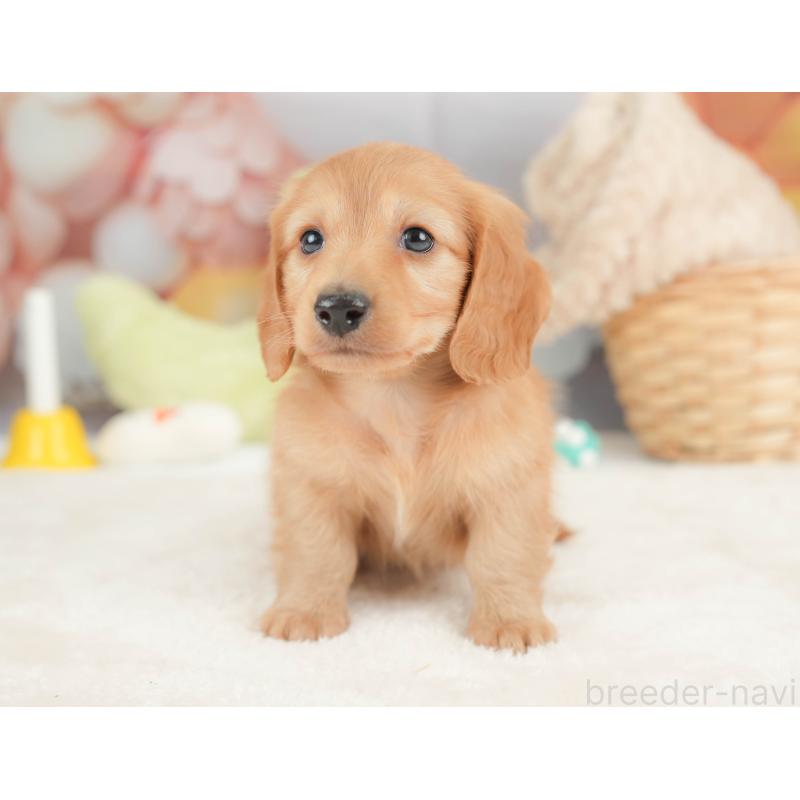 販売中の栃木県のカニンヘンダックスフンド(ロングヘアード)-443566