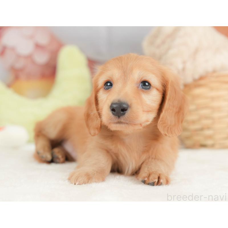 販売中の栃木県のカニンヘンダックスフンド(ロングヘアード)-443566の11枚目