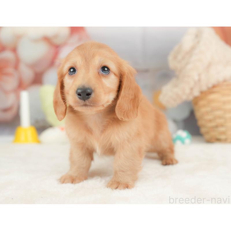 販売中の栃木県のカニンヘンダックスフンド(ロングヘアード)-443566の9枚目