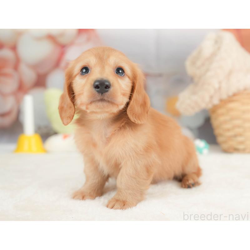 販売中の栃木県のカニンヘンダックスフンド(ロングヘアード)-443566の8枚目