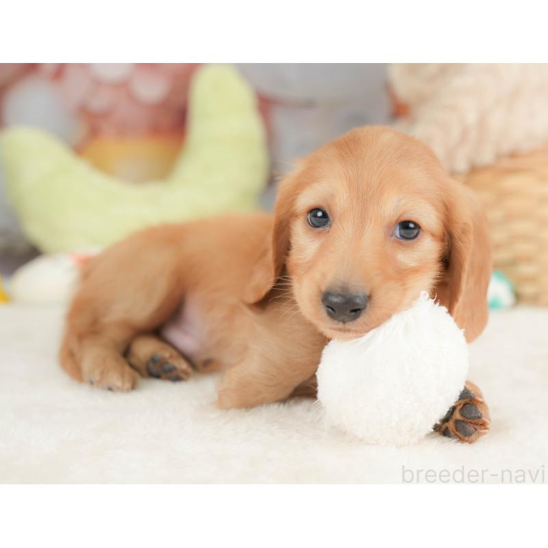 販売中の栃木県のカニンヘンダックスフンド(ロングヘアード)-443566の7枚目