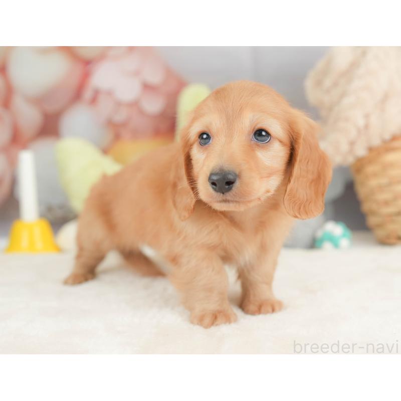 販売中の栃木県のカニンヘンダックスフンド(ロングヘアード)-443566の6枚目