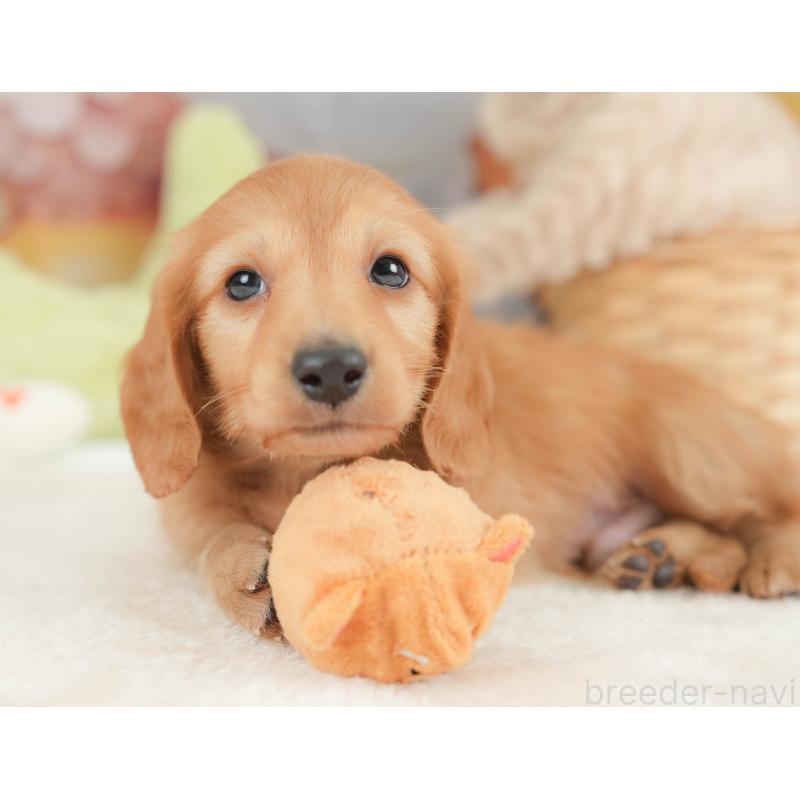 販売中の栃木県のカニンヘンダックスフンド(ロングヘアード)-443566の5枚目