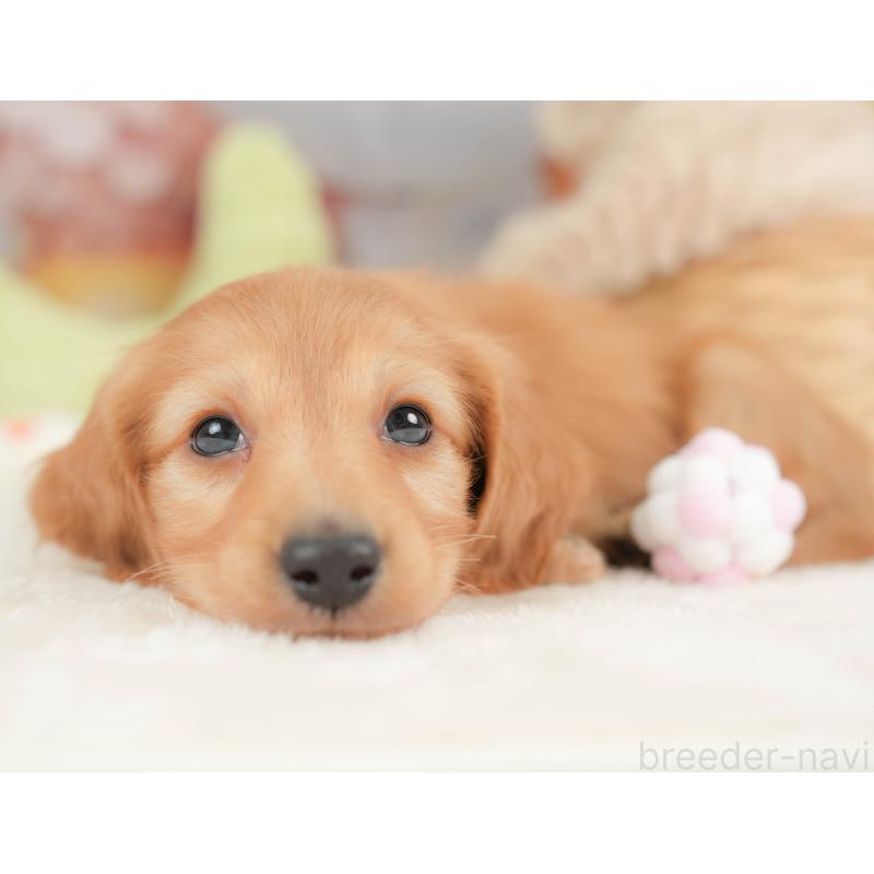 販売中の栃木県のカニンヘンダックスフンド(ロングヘアード)-443566の4枚目