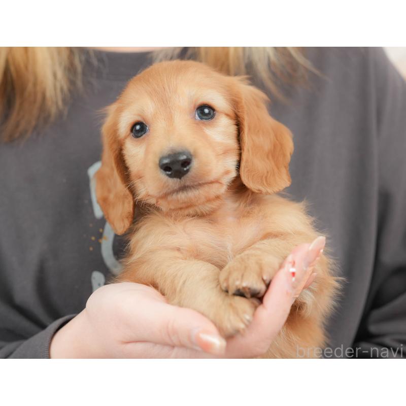 販売中の栃木県のカニンヘンダックスフンド(ロングヘアード)-443566の3枚目