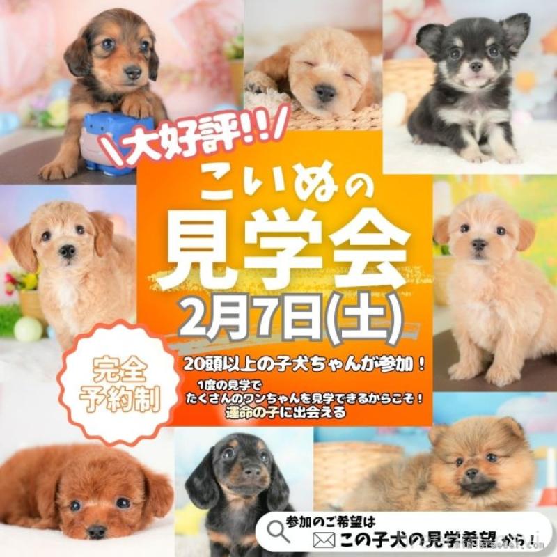 販売中の栃木県のカニンヘンダックスフンド(ロングヘアード)-443564の18枚目