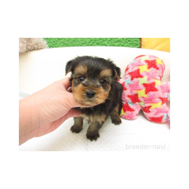 販売中の大阪府のヨークシャーテリア-443459の2枚目