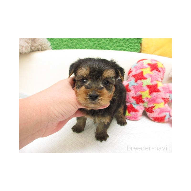 販売中の大阪府のヨークシャーテリア-443459