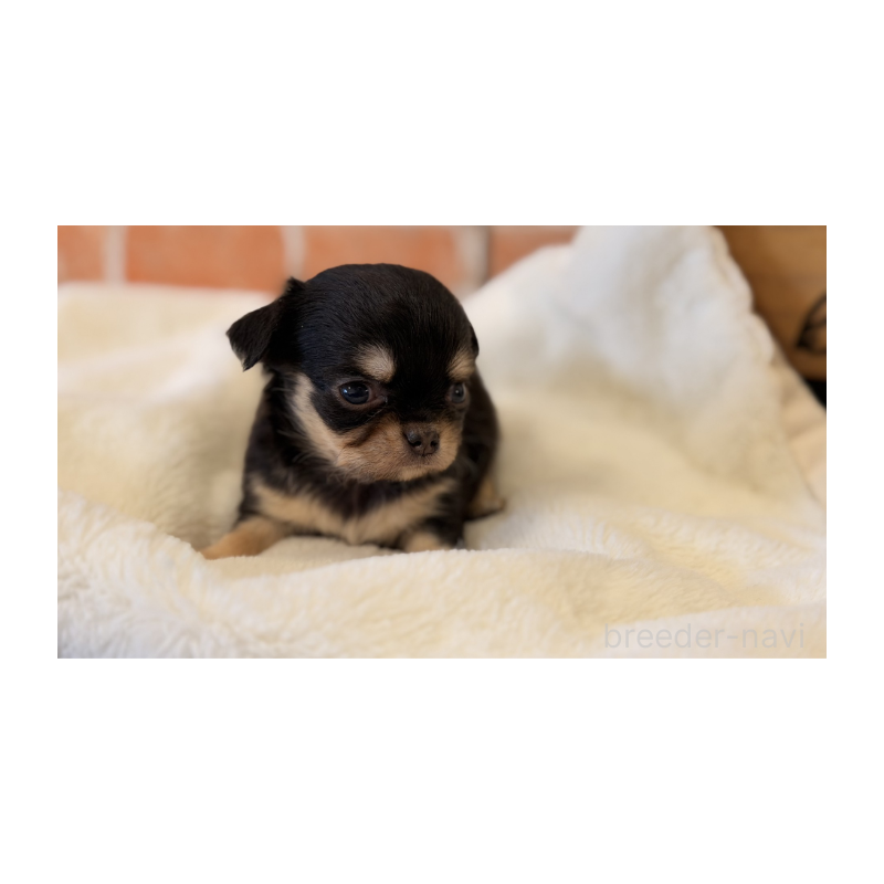 販売中の埼玉県のチワワ(ロングコート)-443460の6枚目