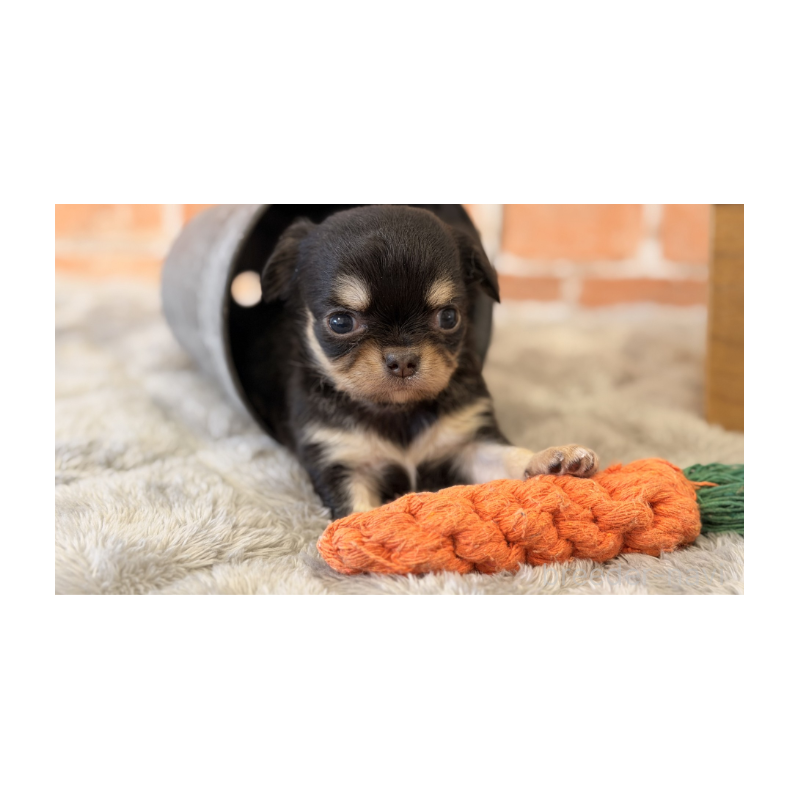 販売中の埼玉県のチワワ(ロングコート)-443460の3枚目