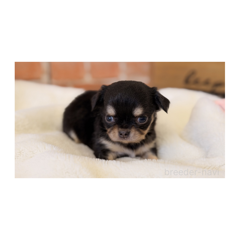 販売中の埼玉県のチワワ(ロングコート)-443460の2枚目