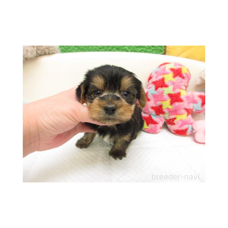 販売中の大阪府のヨークシャーテリア-443461の2枚目