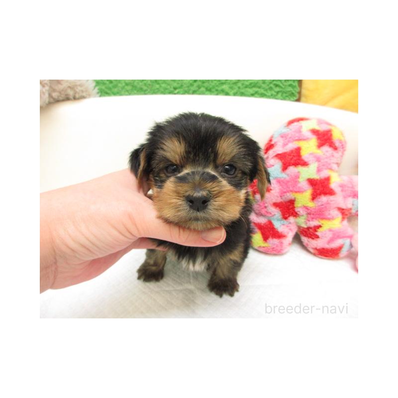 販売中の大阪府のヨークシャーテリア-443461の1枚目