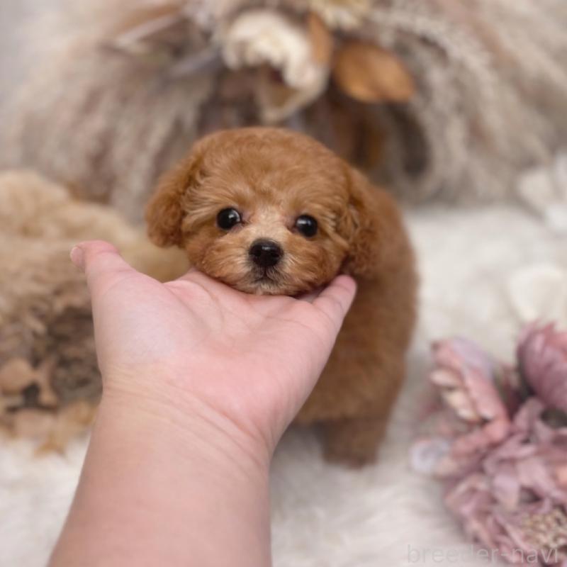 販売中の鹿児島県のタイニープードル-443462の6枚目
