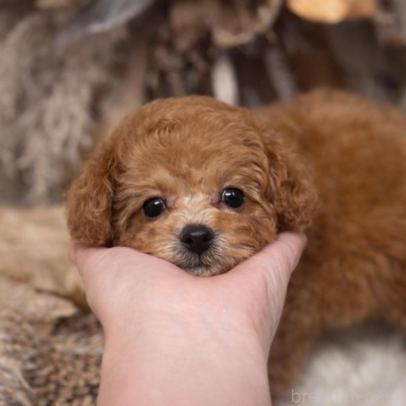 販売中の鹿児島県のタイニープードル-443462の1枚目