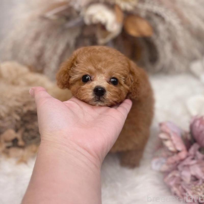 販売中の鹿児島県のタイニープードル-443462の3枚目