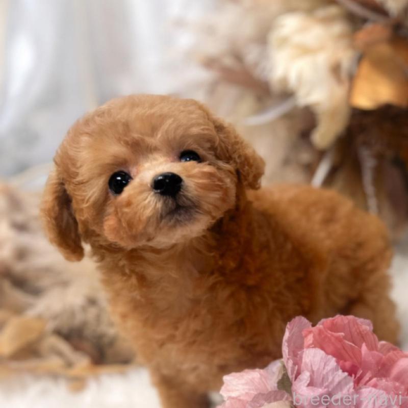 販売中の鹿児島県のタイニープードル-443462の2枚目