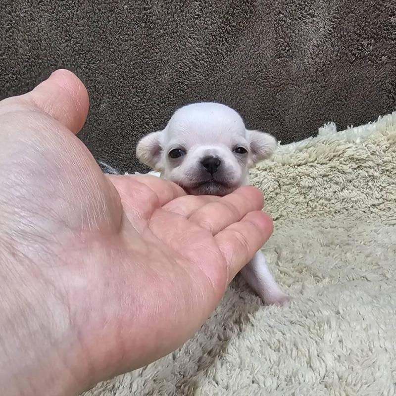 販売中の埼玉県のチワワ(スムースコート)-443463の3枚目