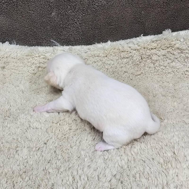 販売中の埼玉県のチワワ(スムースコート)-443463の2枚目