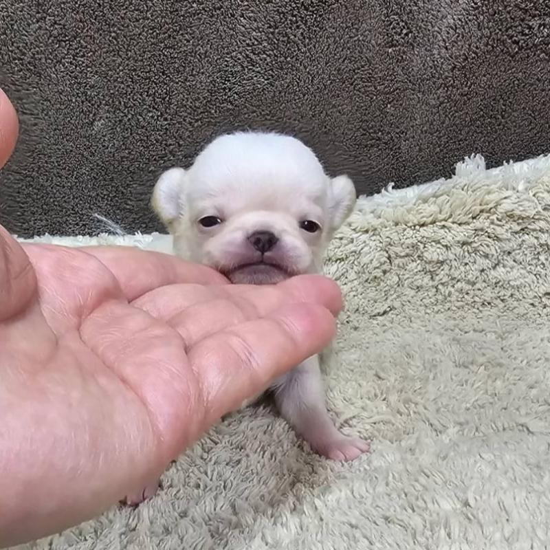 販売中の埼玉県のチワワ(スムースコート)-443465の4枚目