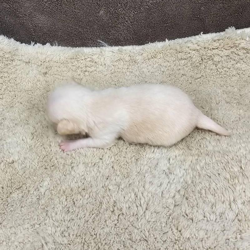 販売中の埼玉県のチワワ(スムースコート)-443465の3枚目