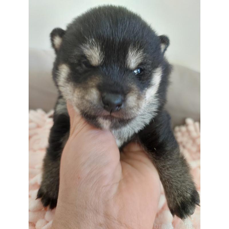 販売中の高知県の豆柴-439779の4枚目