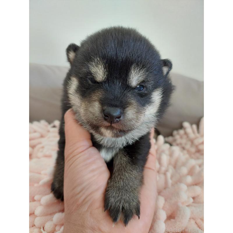 販売中の高知県の豆柴-439779の3枚目