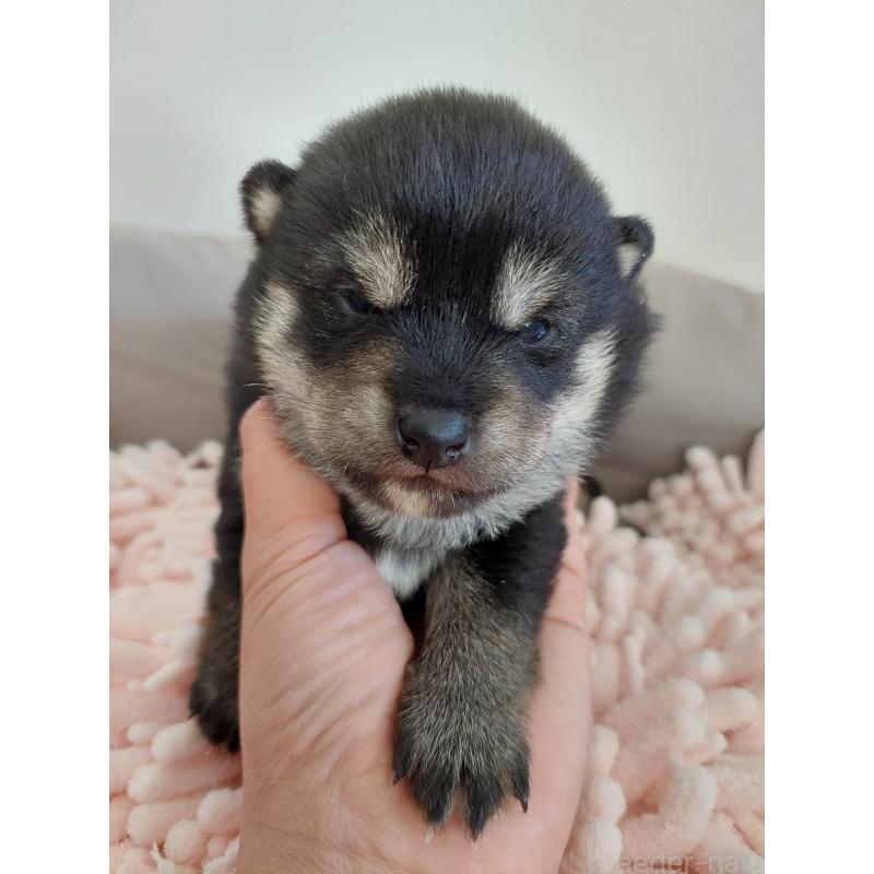 販売中の高知県の豆柴-439779の2枚目