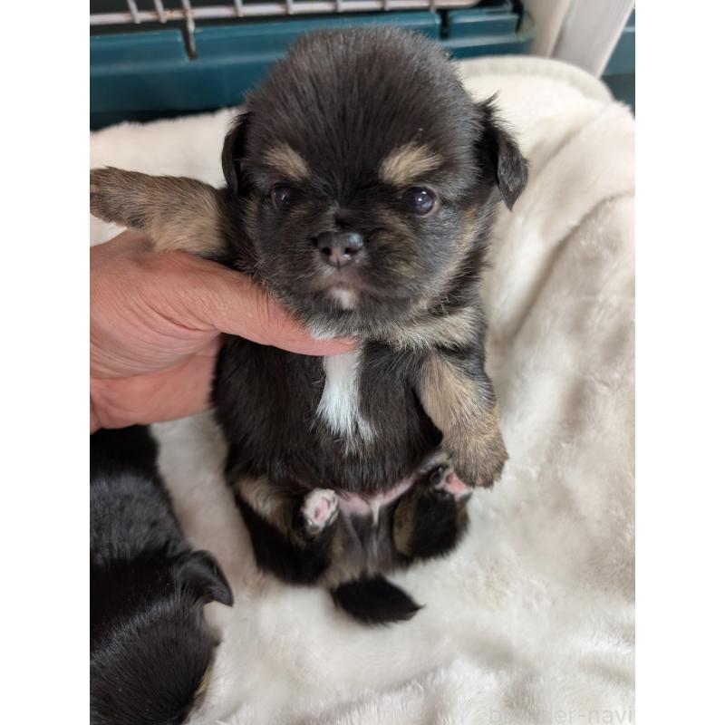 販売中の愛知県のチワワ(ロングコート)-443469