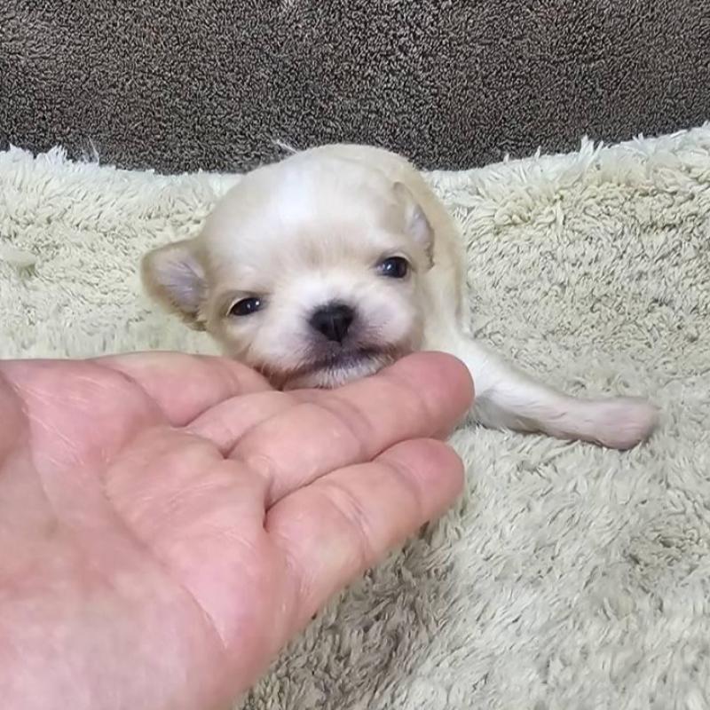 販売中の埼玉県のチワワ(ロングコート)-443470の1枚目