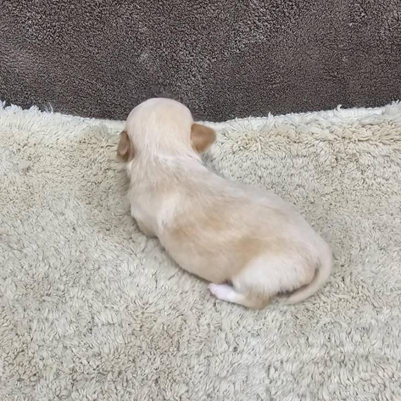 販売中の埼玉県のチワワ(ロングコート)-443470の3枚目