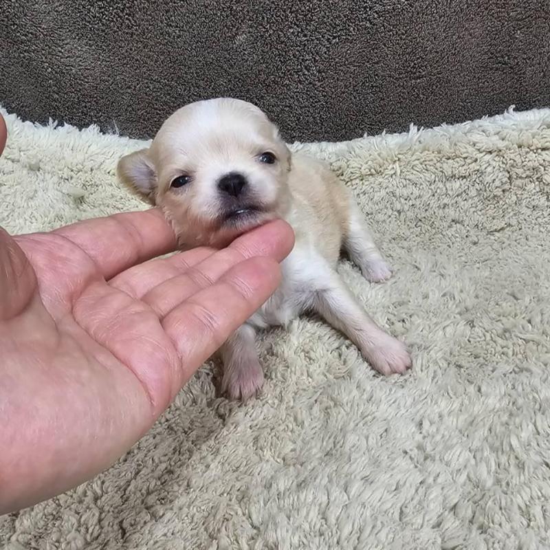 販売中の埼玉県のチワワ(ロングコート)-443470の2枚目